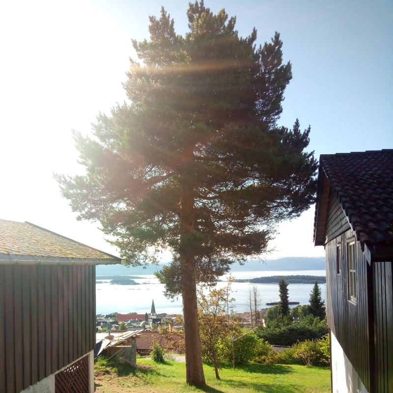 Stor furu mellom to hus med utsikt over Moldefjorden