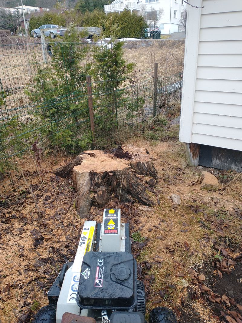 Stubbefres i arbeid på en stubbe i en hage